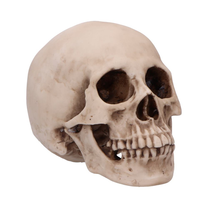 Craniology 16cm