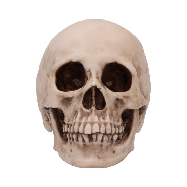 Craniology 16cm