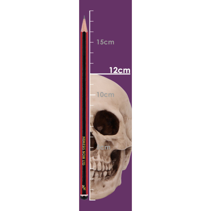 Craniology 16cm