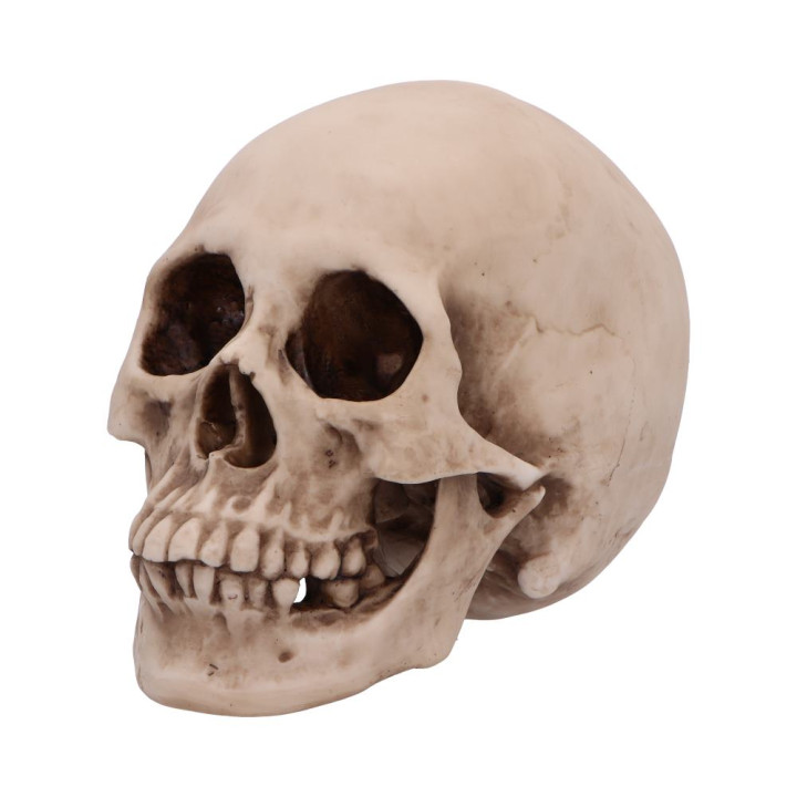 Craniology 16cm