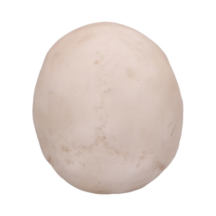Craniology 16cm