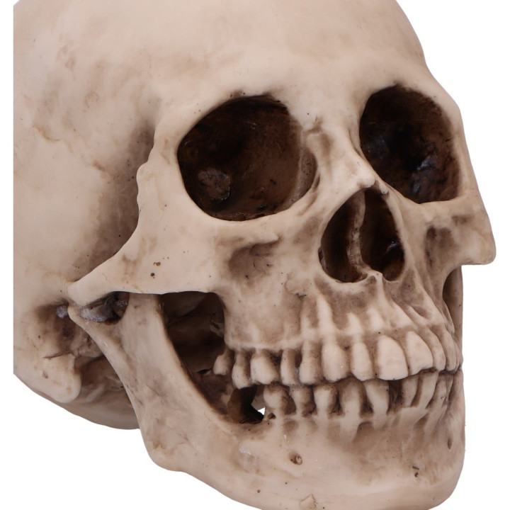 Craniology 16cm