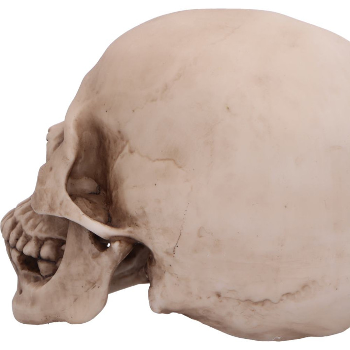 Craniology 16cm