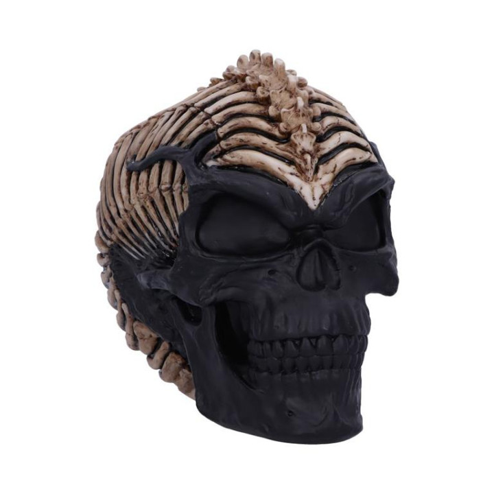 Spine Head Skull (JR) 18.