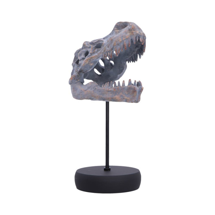 Tyrannosaurus Rex Skull o