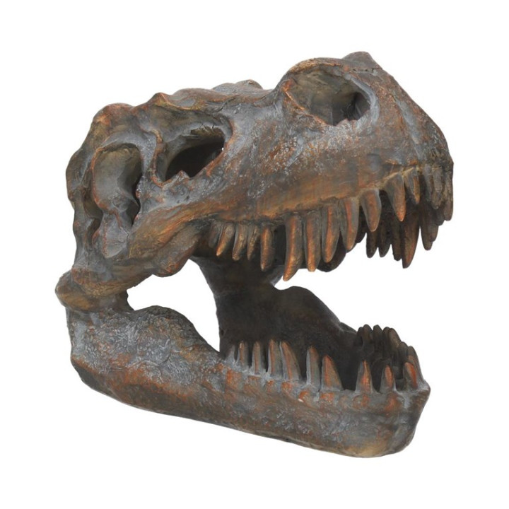 Tyrannosaurus Rex Skull F