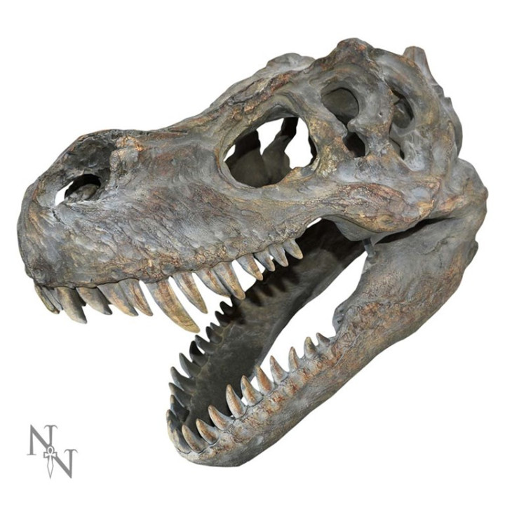 Tyrannosaurus Rex Skull S