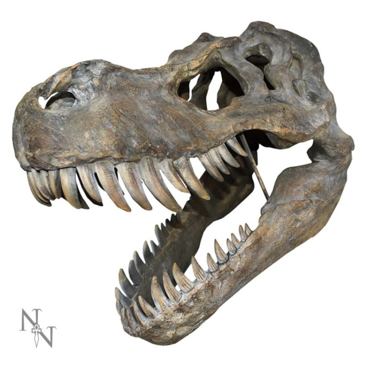 Tyrannosaurus Rex Skull L
