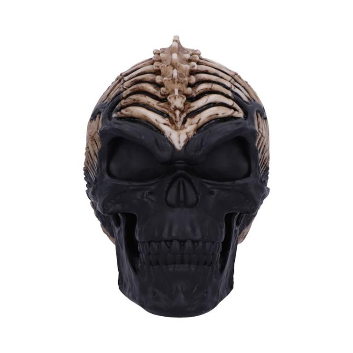 Spine Head Skull (JR) 18.