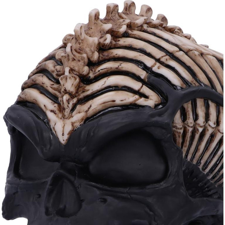 Spine Head Skull (JR) 18.