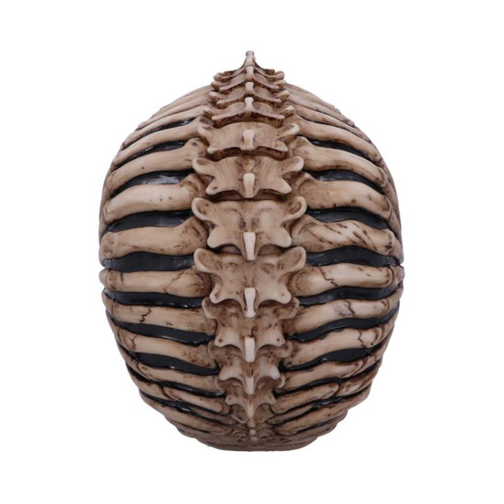 Spine Head Skull (JR) 18.