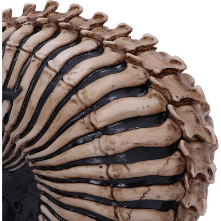 Spine Head Skull (JR) 18.