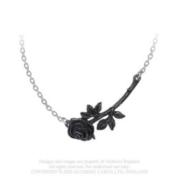 Black Rose Enigma