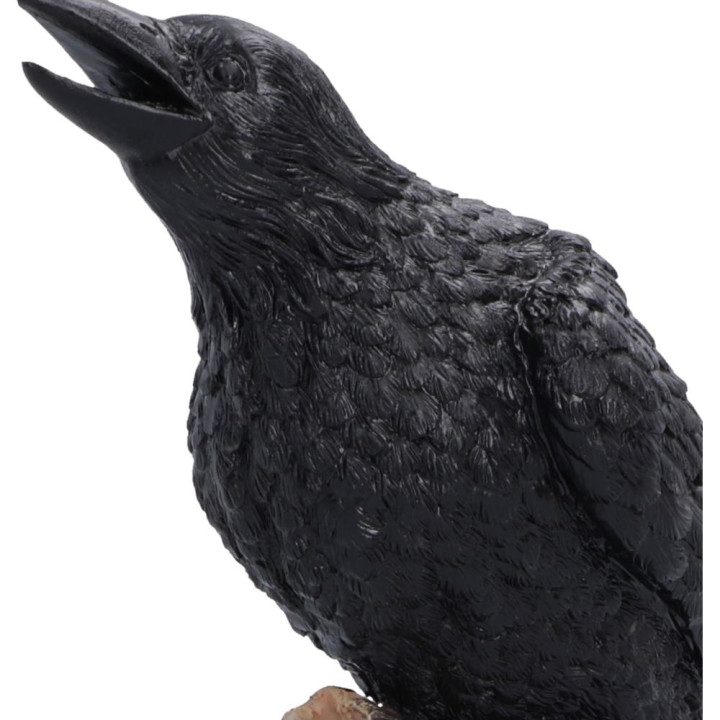 Raven’s Caw 26.8cm