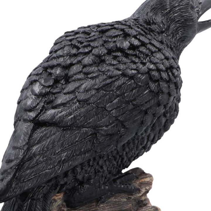Raven’s Caw 26.8cm