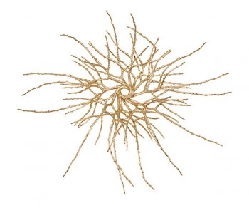 ARECA ORO (D.540) Minimo 6