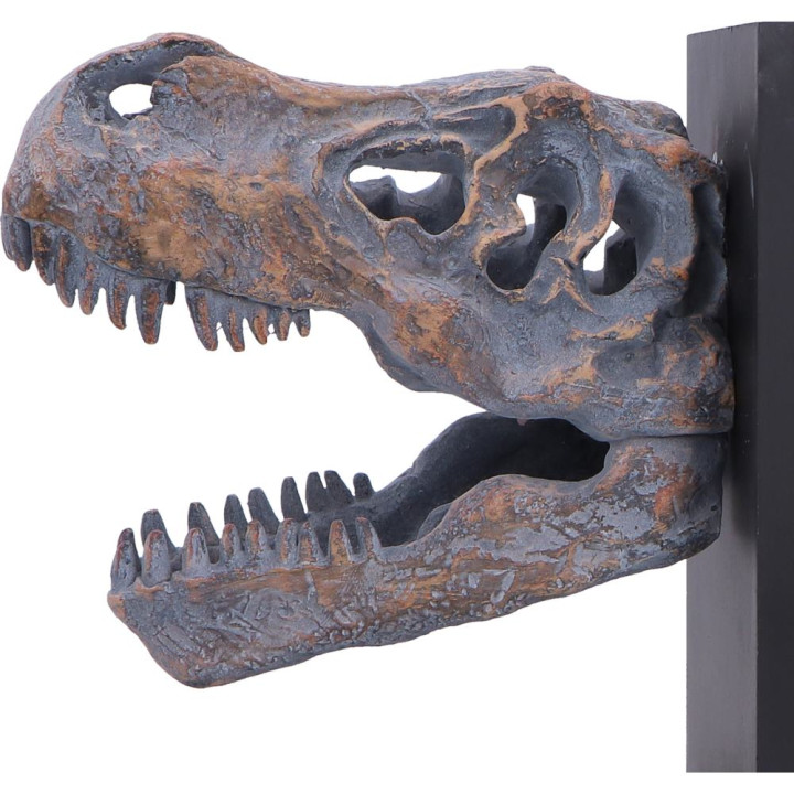 Tyrannosaurus Rex Skull B
