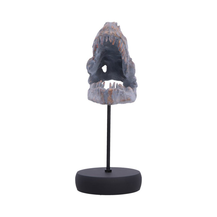 Tyrannosaurus Rex Skull o