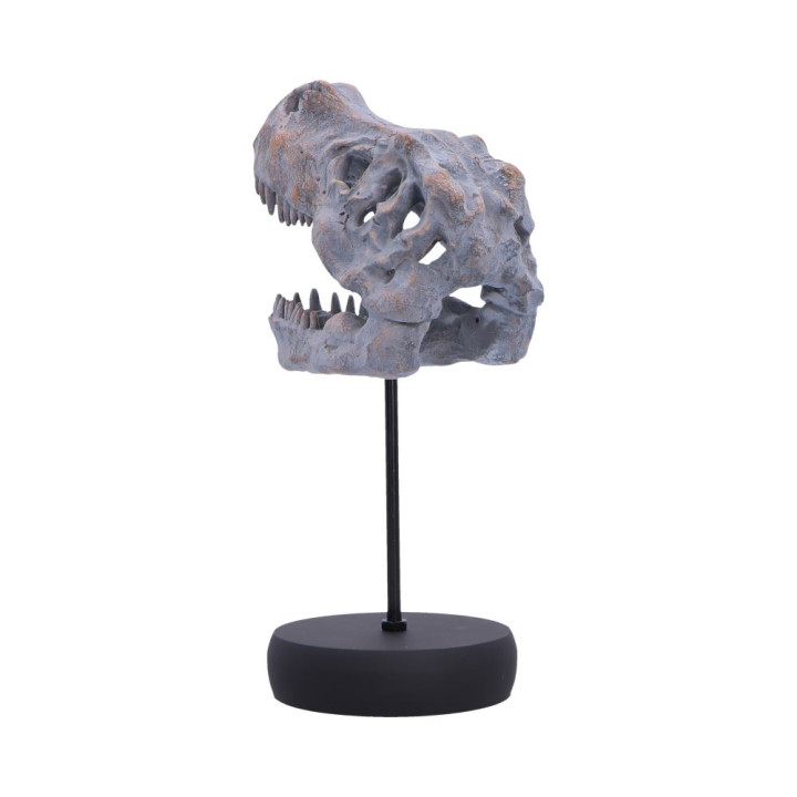 Tyrannosaurus Rex Skull o