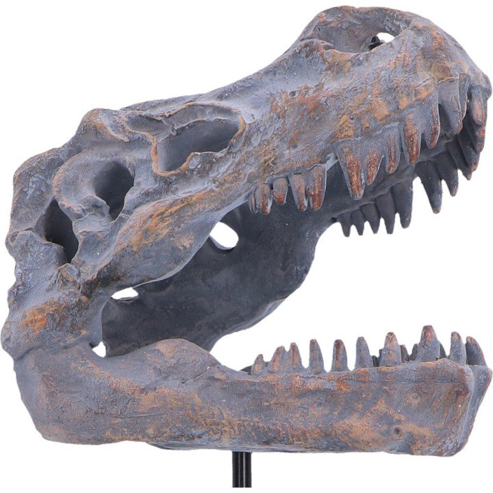Tyrannosaurus Rex Skull o