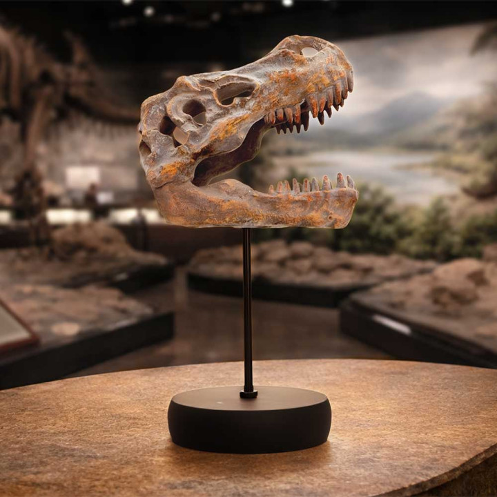 Tyrannosaurus Rex Skull o