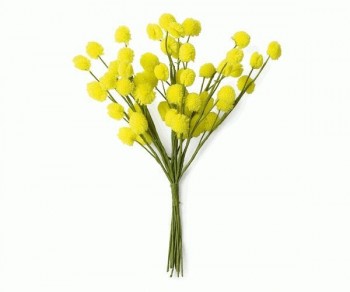 MAZZETTO 12 MIMOSE h150...