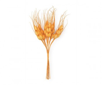 MAZZ.6 SPIGHE ARANCIO H.140...