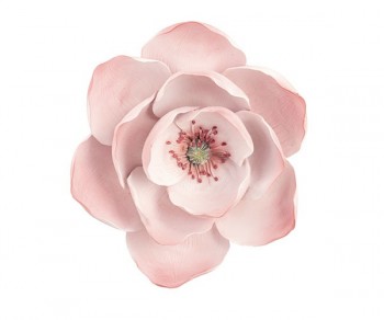 MAGNOLIA ROSA DA APPENDERE...