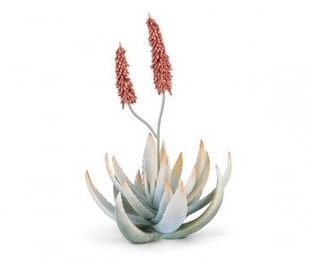 PIANTA DI ALOE RESINA...