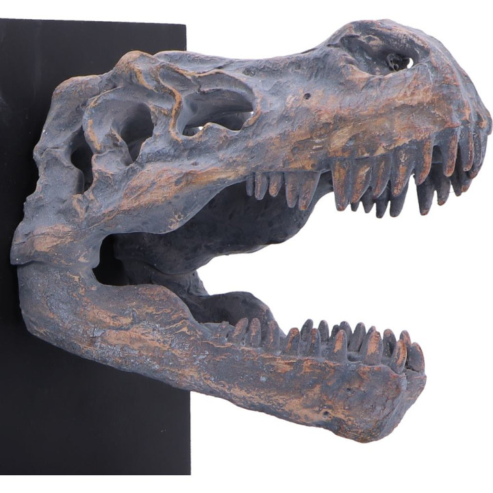 Tyrannosaurus Rex Skull B