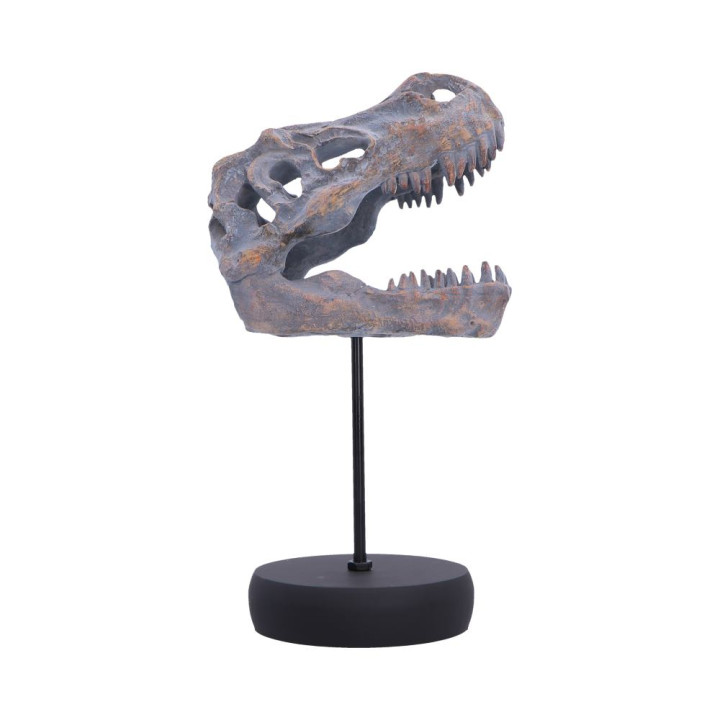 Tyrannosaurus Rex Skull o