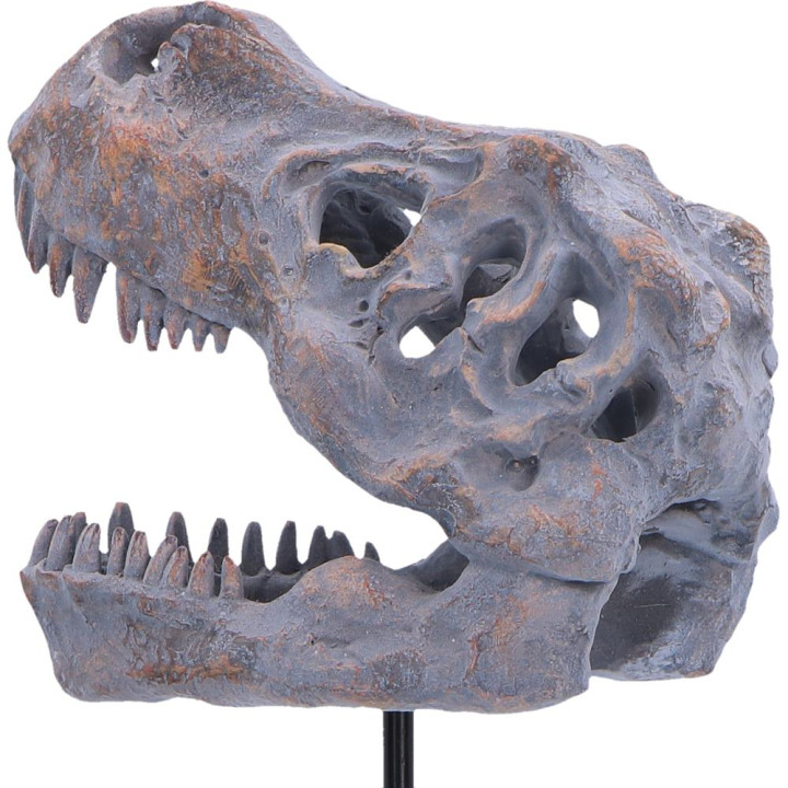 Tyrannosaurus Rex Skull o