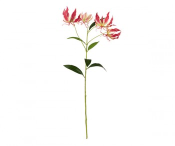 GLORIOSA FUXIA