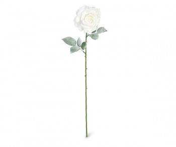ROSA GEORGIA BIANCA 650XD