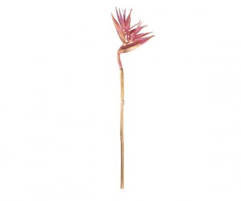 FIORE BIRD OF PARADISE...