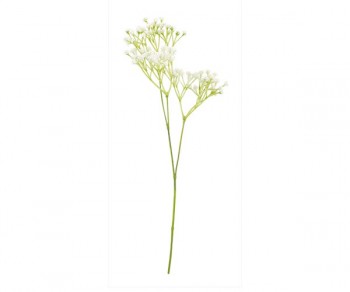 RAMO GYPSOPHILA 370  (Min. 24)
