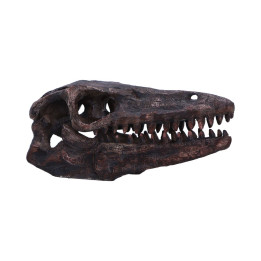 Archaeopteryx Skull 18cm
