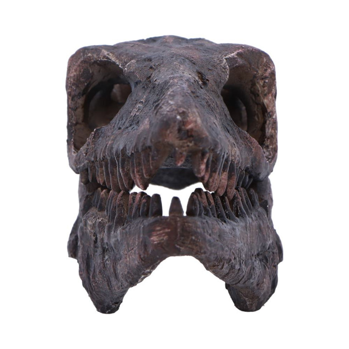 Archaeopteryx Skull 18cm