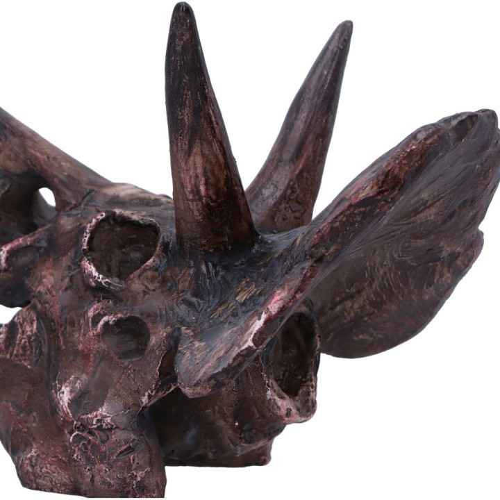 Triceratops Skull 14.5cm