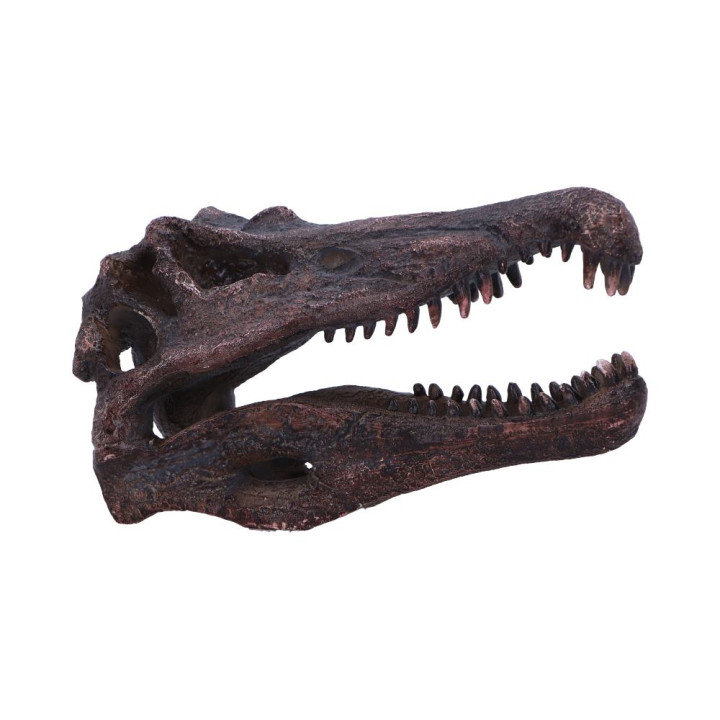 Spinosaurus Skull 16cm