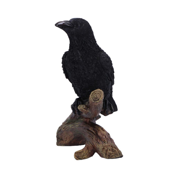 Ravens Perch 20cm