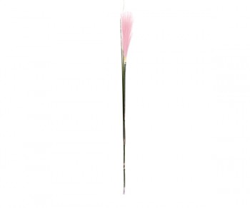 PAMPAS ROSA C/3 FOGLIE h760...
