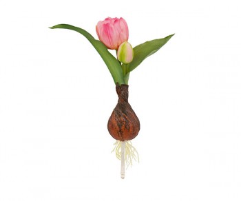 TULIPANO BOCCIOLO ROSA...