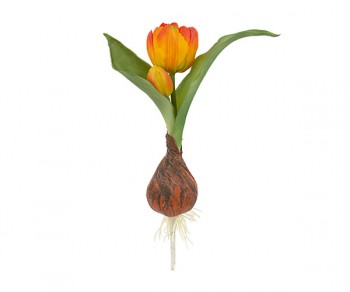 TULIPANO BOCCIOLO ARANCIO...