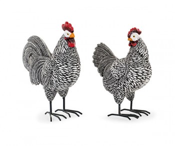 GALLINA/GALLO NERI ASS....