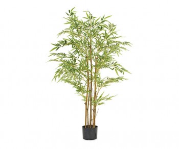 BAMBOO h1300 (Quant. Minima 2)