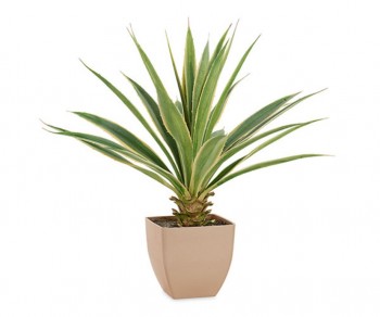 YUCCA h570 (Quant. Minima 1)