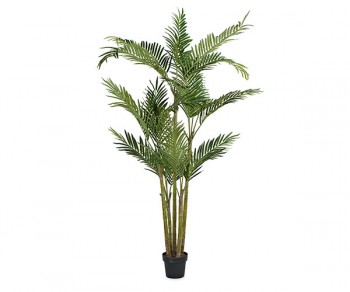 ARECA C/23 FOGLIE h1900...