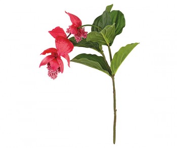 RAMO MEDINILLA FUXIA h980...