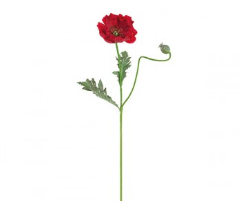 PAPAVERO ROSSO h740 (Quant....